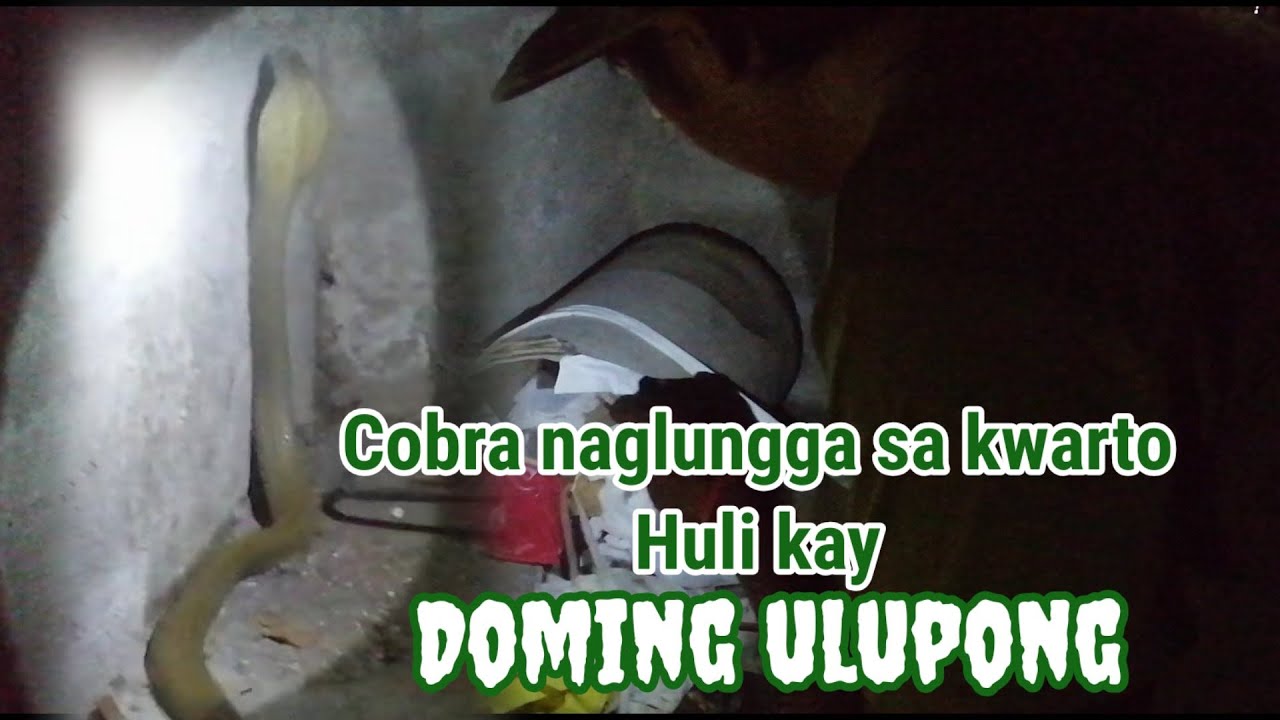 cobra naglungga sa kwarto huli kay doming ulupong