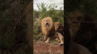 Rescued Lion Brothers Play | The Lion Whisperer
