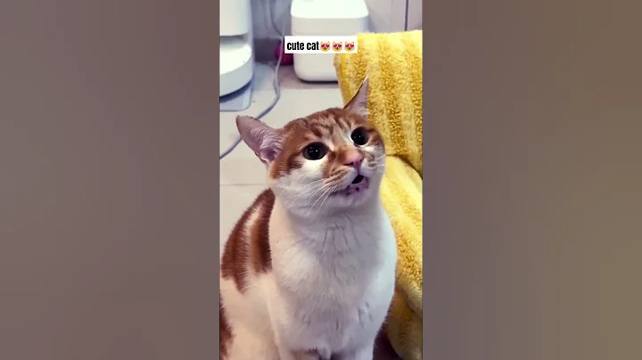 Video 8477461: cat cutecat pets funnycats, kitten meow cutecats funnycats, cutecat meow funnycats animals, cats funnycats meow cute, pets meow funny cutecat, kucing maine