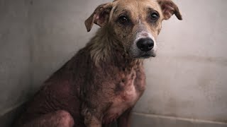 RESCUE DOG STARVED FOR DAYS TO SAVE HER PUPPY — WHAT SHE DID NEXT BROKE ME