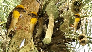 Amazing Nesting Of Baya Weaver || Wildlife Reel