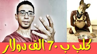 اسعار الكلاب البشرية للبيع وللتبني مش هتصدق بيعملوا ايه