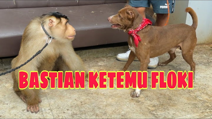 REAKSI KING FLOKI KETEMU BASTIAN ‼️ BERUK TERPINTAR DI INDONESAI