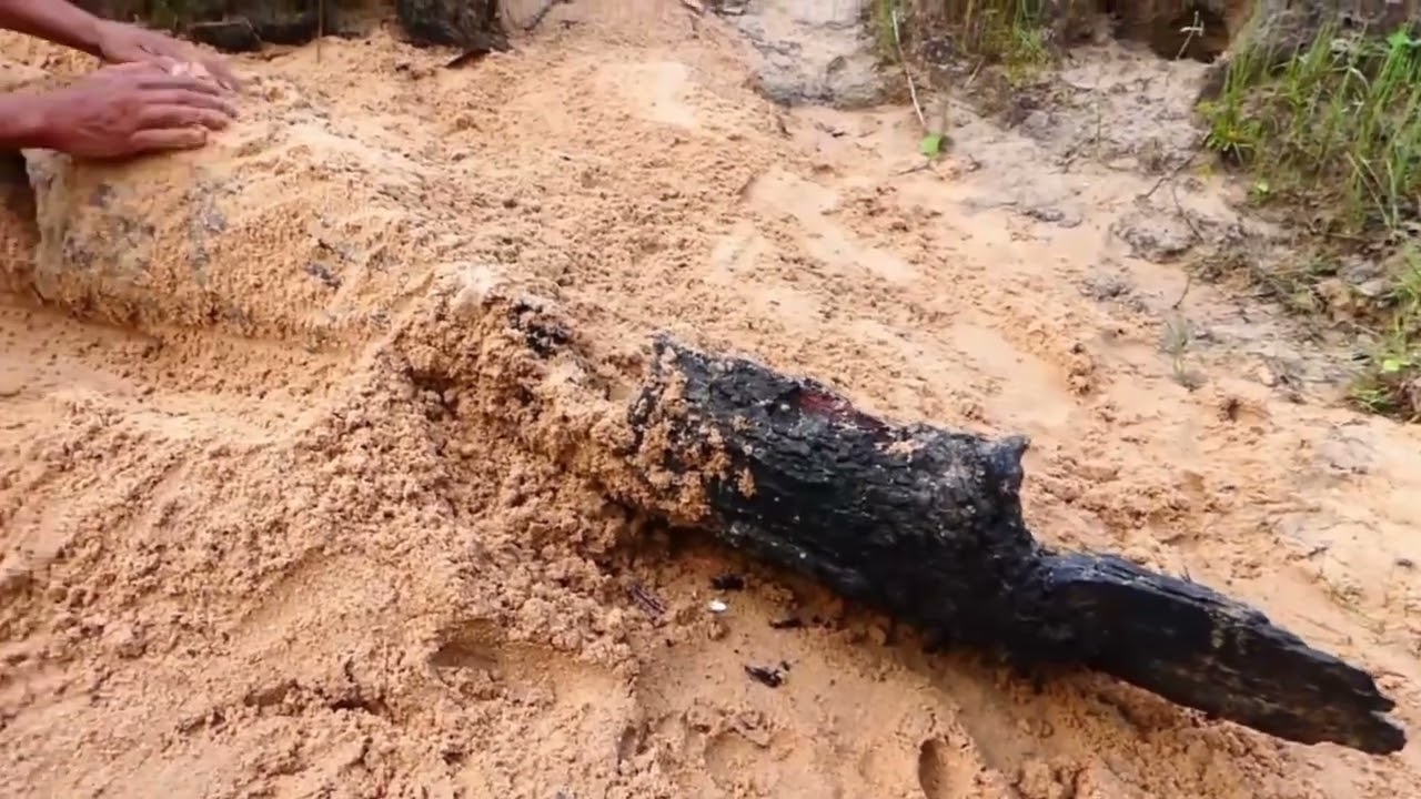 Amazing parrot black eggs #birds 