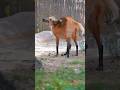 Maned Wolf #manedwolf#manedwolfshort#rareanimals#southamericananimals#animalworld #tsanimals