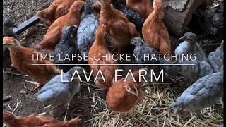 Time lapse of BC Maran chicks hatching in the incubator