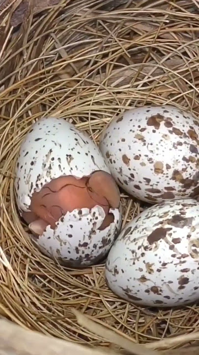 Bird Eggs Hatching @bdwildbird