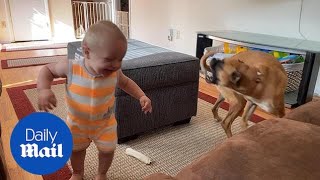 Adorable moment baby copies dog chasing its tail