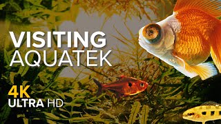 Exploring Aquatek Austin Fish, Plants, And Aquatic Inspiration 4K Local Fish Stories Episode 2
