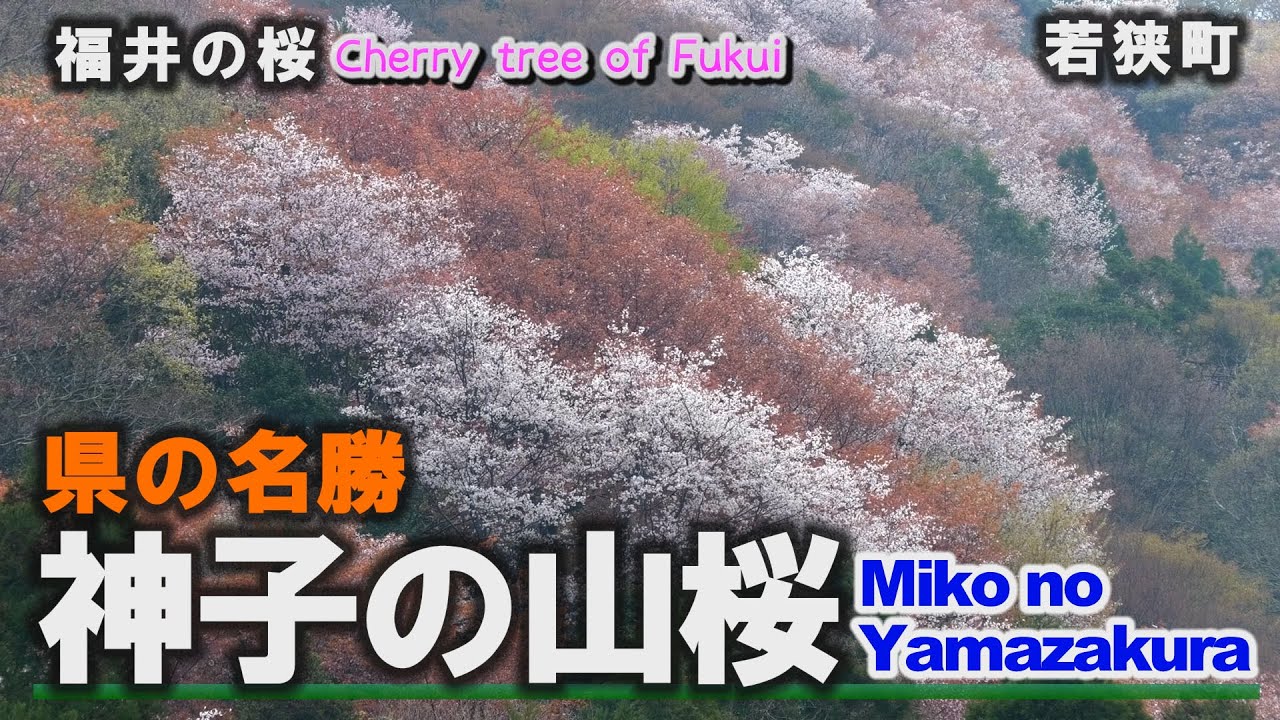 福井の桜「神子の山桜」県の名勝地～若狭町【動画紀行・福井県】Cherry