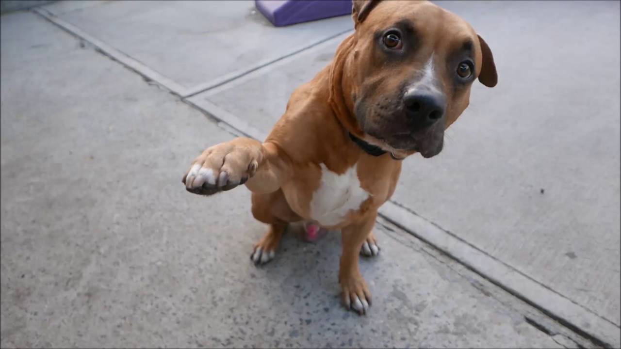 Soy - A1078033 - Brooklyn ACC camera iphone 8 plus apk