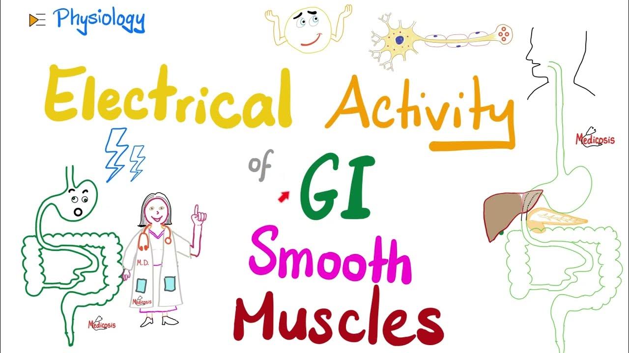 Slow Wave potential, Basic Electrical Rhythm (BER) and Spike (Action