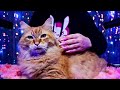 ASMR With My Cat 😻(No Talking)😻Purring, Brushing, Scratching