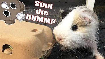 Ist ein Meerschweinchen schlau?