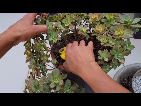 How to refresh your Aeonium Kiwi