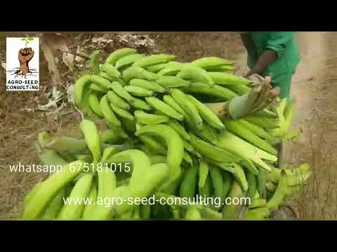 Video: Chastuha (plante) - Nyttige Egenskaber Og Brug Af Chastuha. Plantain Chastuha, Flydende, Almindelig