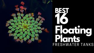 Best Floating Plants - 16 Great Options To Try Out 🌿
