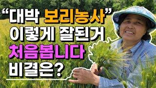 당뇨에 좋다는 보리쌀 이렇게 자라고 있습니다 보리재배 보리농사 보리키우기 겉보리