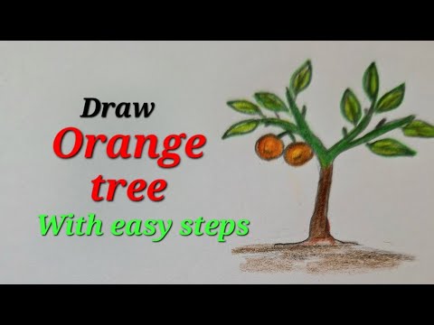 Orange Tree Fruits Oranges Stock Illustrations – 986 Orange Tree Fruits  Oranges Stock Illustrations, Vectors & Clipart - Dreamstime