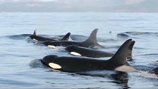 Facts: The Southern Resident Killer Whale