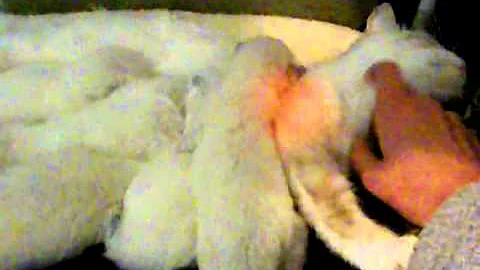 Video 1091001: lynx kitten, lynx mitted, chocolate lynx, beautiful lynx, lions royale, kittens born, little kitten