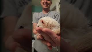 Ferret Vlog (Flog?) Sept 10-20, 2024