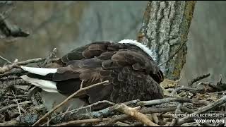 Decorah Hatchery Eagles Second egg 02 28 2023