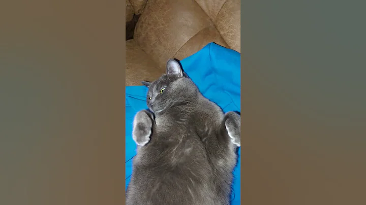 Video 6511861: russian blue cat enjoys