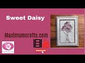 Sweet Daisy