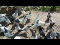 Пакистанские  голуби