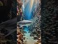 🦈 Shark Kingdom: The Ocean's Ultimate Predator #Shorts #ocean #shark