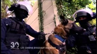 Les chiens du GIGN