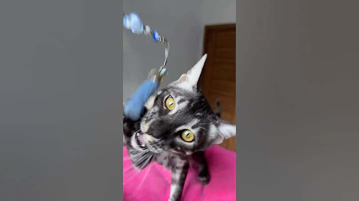 Video 10614601: silver bengal kitten