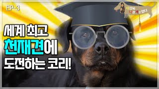 세상에 나쁜 개는 없다  로트와일러 코리는 천재견?!_#003