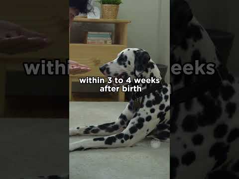 Video: Sådan tørres op i mammakirtlerne af hunde efter graviditet