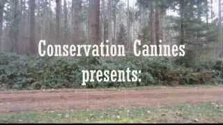 A Very Merry Conservation Canine Christmas