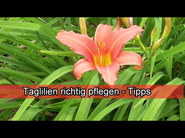 Daylily care  Care tips / Watering, cutting, fertilizing, location /  Daylily not blooming - YouTube