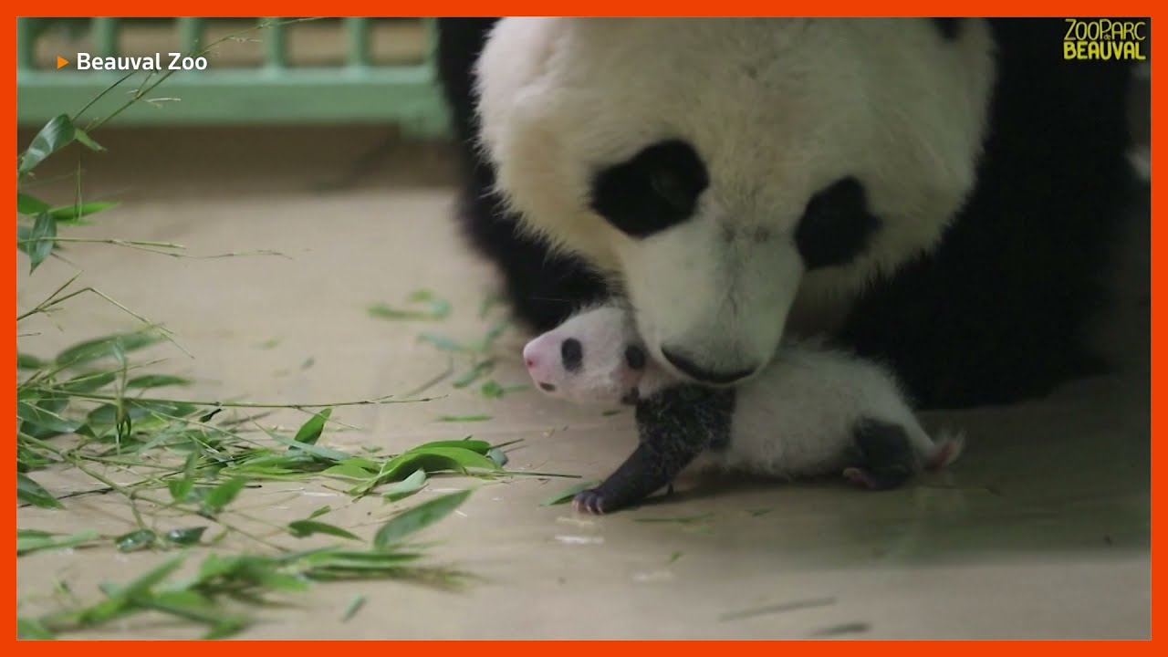 Twin baby pandas in a French zoo gain weight and fur YouTube