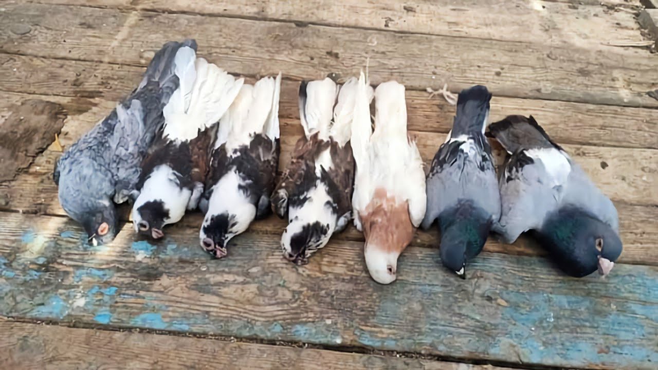 بسبب غلطه بسيطه😭 الحمام كله مااات 😔