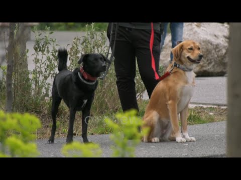 Video: Si të kujdeseni për një mace pas sterilizimit ose sterilizimit