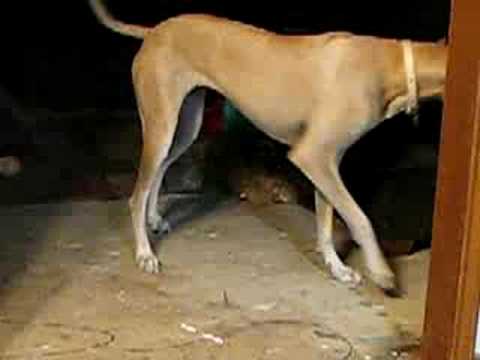 Great Dane and Kitty playing!