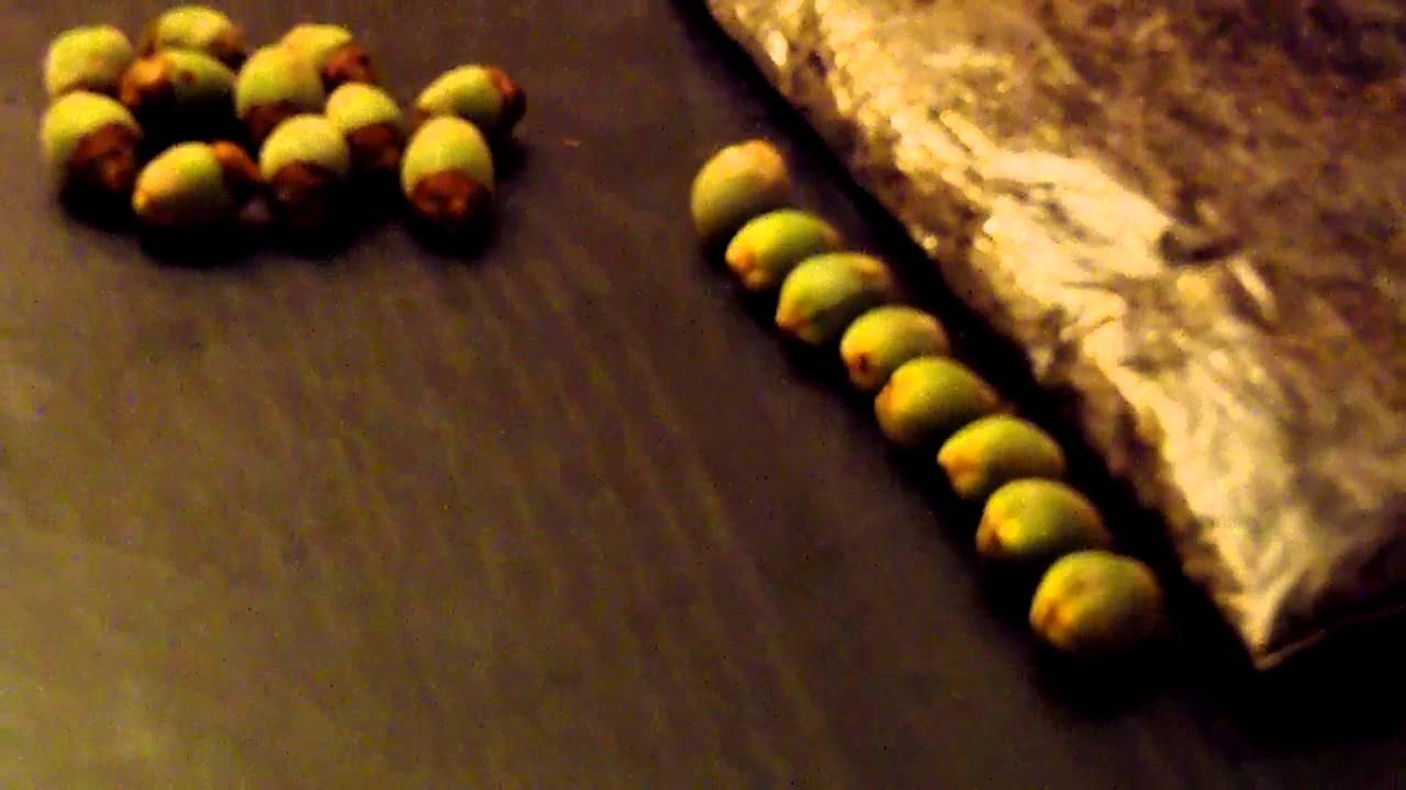 Palm Seed Germination 1 YouTube