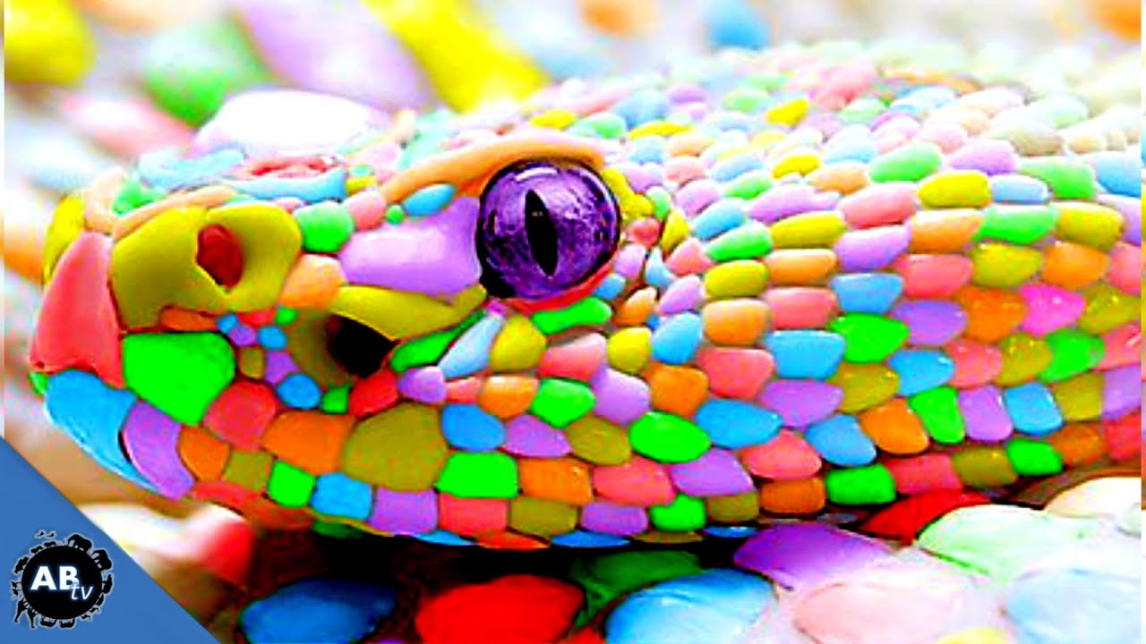 colorful snake