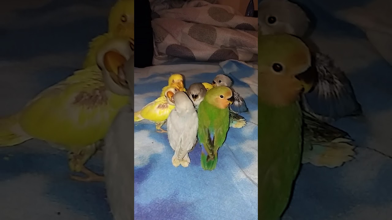 Inseparabili allevati a mano