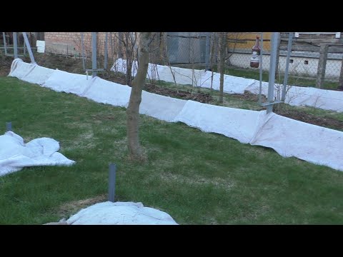Возвратные заморозки на