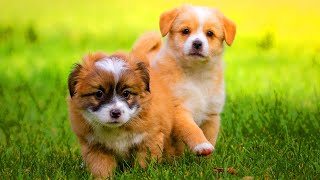 10 Hours of Relaxing Dog Music To Calm Anxiety: Depression Prevention Videos for Sad Dogs with Music by Relax My Dogs 707 views 1 month ago 10 hours