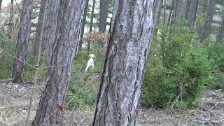 Porcelaines de la ferme de Simoliere au Brevet de Chasse à Luc en Diois