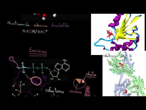 Cofactores enzimáticos y coenzimas | Energía y enzimas | Biología | Khan Academy en Español