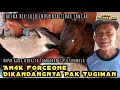 NgeVLOG Kekandang Kudanya Pak Tugiman | Ternyata Kudanya Habis Ber4nak Dari Pejant4n FORCONE