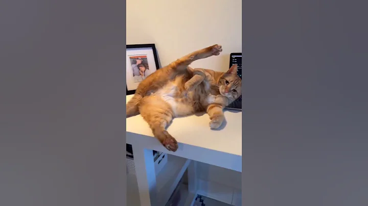 Video 11897191: cat funnycats, cat cutecat, funny cat
